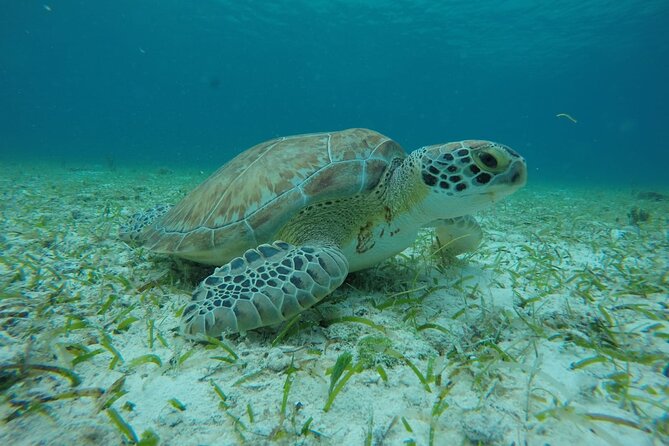 Shared Sky Snorkeling in Cozumel - Who Should Book This Snorkeling Tour (and Who Might Prefer Another)
