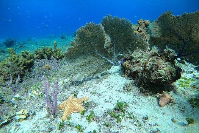 Snorkel along the coast, explore two reefs by Chivis del Mar - Cozumel Two-Reef Snorkeling That Starts Close to Shore