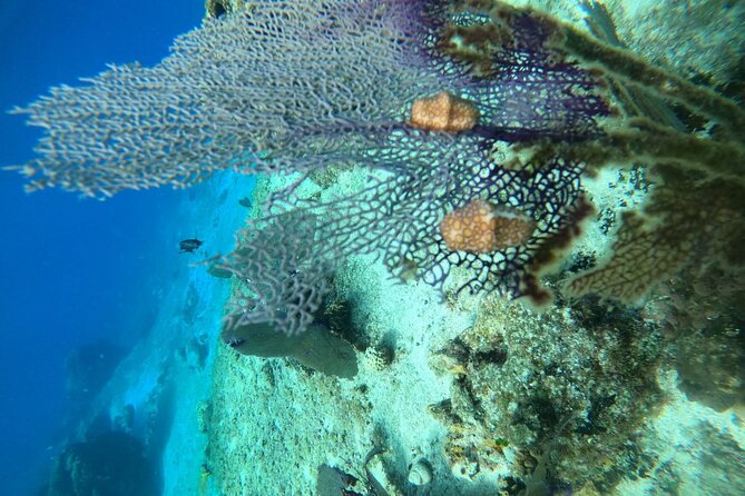 Snorkel along the coast, explore two reefs by Chivis del Mar - Dzul-Ha Reef: Coral Formations and a Photo-First Swim