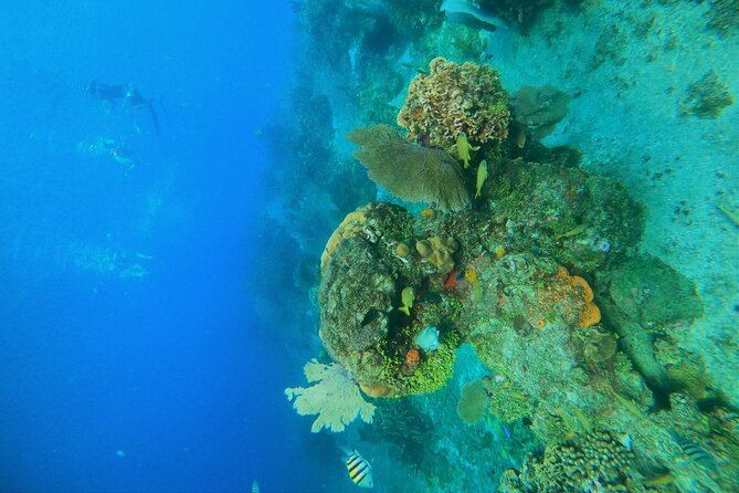 Snorkel along the coast, explore two reefs by Chivis del Mar - Paraiso Reef: Coral Plus Statues for Another Round