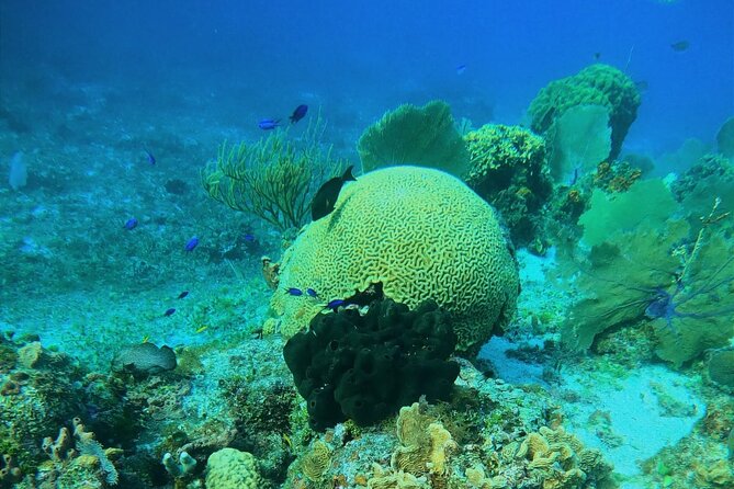 Snorkel along the coast, explore two reefs by Chivis del Mar - Extra Fees and Reef Rules: What Your Wallet Needs to Know