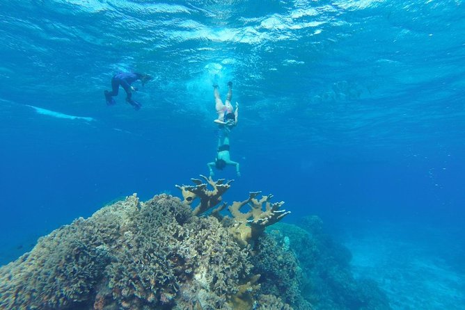 Snorkeling and Beach Club Access in Cozumel with Lunch - Key things to know before you go