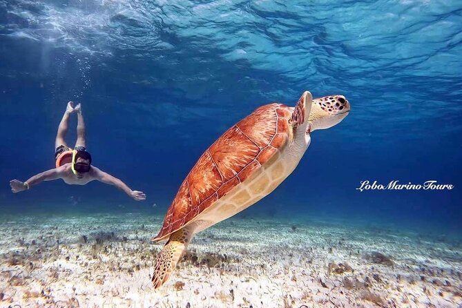 Star and Turtle Sanctuary Snorkeling Tour in Cozumel - Key things to know before you go