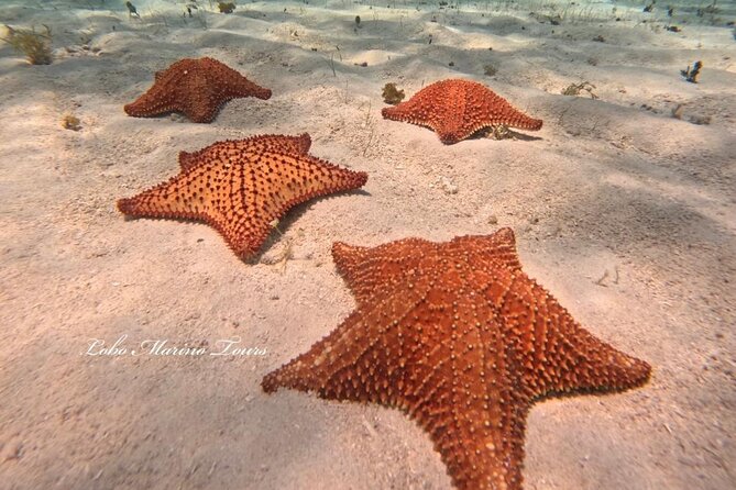 Star and Turtle Sanctuary Snorkeling Tour in Cozumel - Where you start in Cozumel (and why it matters)