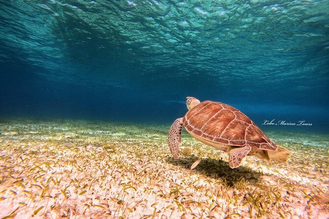 Star and Turtle Sanctuary Snorkeling Tour in Cozumel - Turtle sanctuary stop: the main reason people book