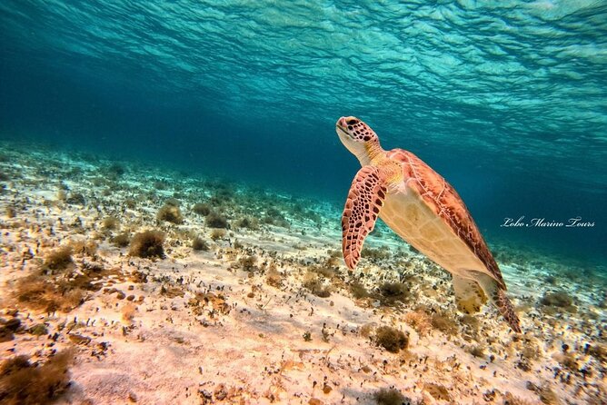 Star and Turtle Sanctuary Snorkeling Tour in Cozumel - The sky rest stop: why the break is actually part of the experience