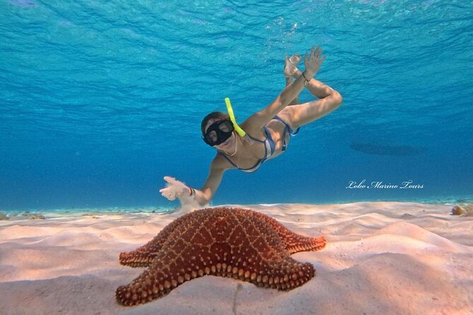 Star and Turtle Sanctuary Snorkeling Tour in Cozumel - Four hours with up to 23 people: the day flow