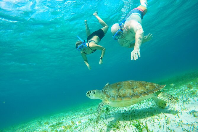 Starfish, Stingrays and the Turtle Sanctuary Snorkel Tour - Price and the $11 marine park fee: the real math