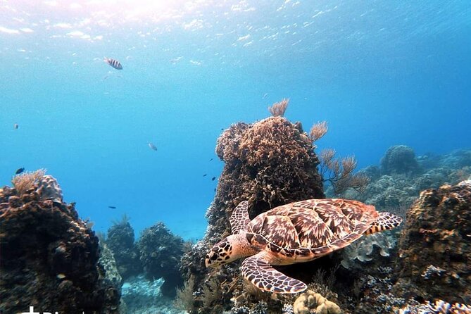 Starfish, Stingrays and the Turtle Sanctuary Snorkel Tour - Meeting at Marina Cozumel ASIPONA: keep it simple, leave time
