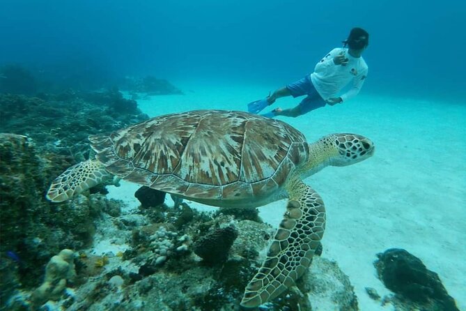 Starfish, Stingrays and the Turtle Sanctuary Snorkel Tour - Guides and crew: why the group stays together