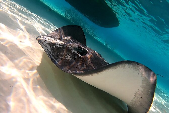 Starfish, Stingrays and the Turtle Sanctuary Snorkel Tour - What might annoy you (and how to plan around it)