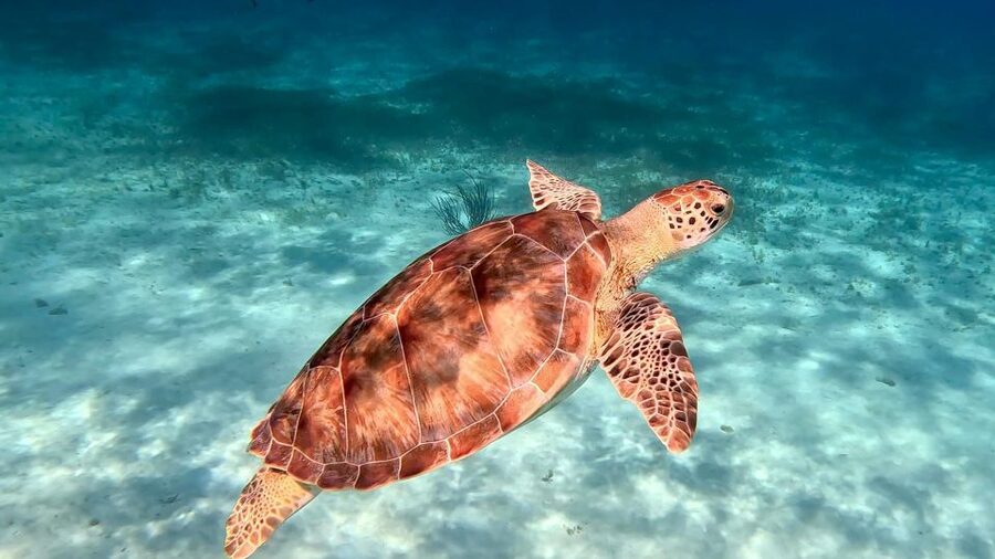 The Cozumel Turtle Sanctuary Snorkel Tour - What to Bring (and the Sunscreen No-Go)