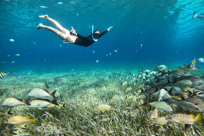The Cozumel Turtle Sanctuary Snorkel Tour - Planning Your Half-Day: 9:30AM or 2:30PM, and Where to Meet