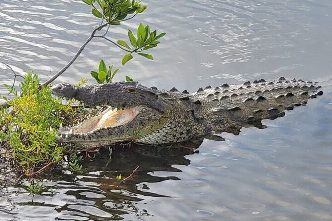 Tour to Cozumel Eco Nature Escape and Otoch Mayan Experience - Should you book Cozumel Eco Nature Escape and Otoch Mayan?